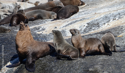 Get Your Seals In A Row © Nic's Clicks