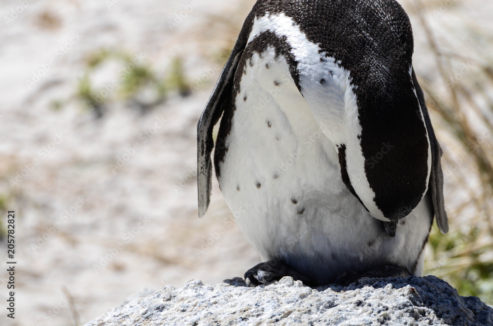 Fototapeta premium Jackass Penguin in Cape Town