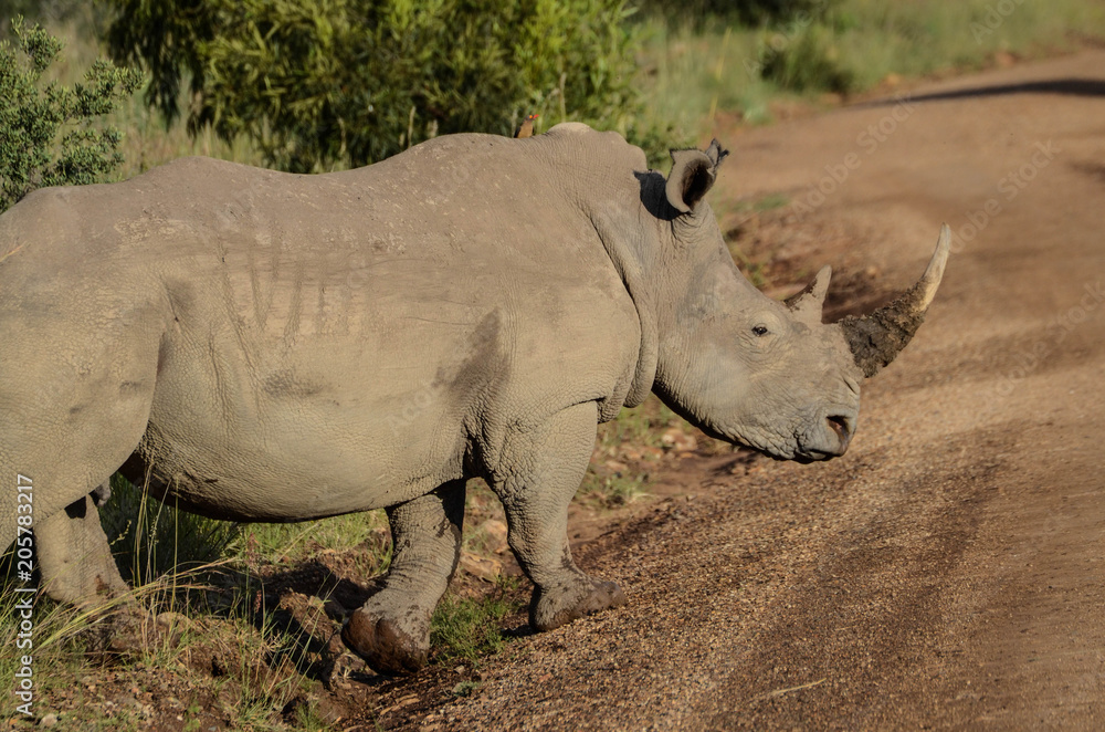 Fototapeta premium Mamma Rhino