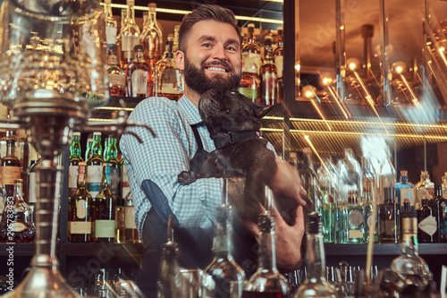 Cheerful stylish brutal barman in a shirt and apron keeps thoroughbred black pug at bar counter background.