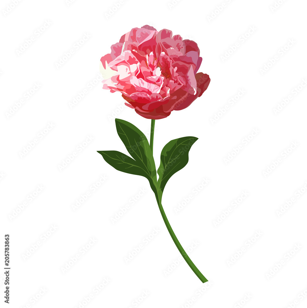 Red peony flower. Vector isolated herbaceous colorful showy plan