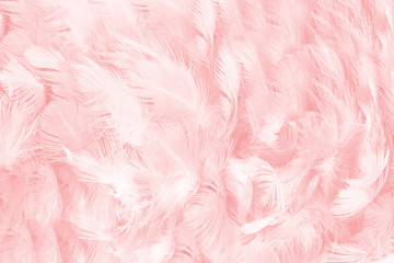 soft pink vintage color trends chicken feather texture background
