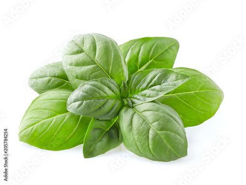 Basil herbs in closeup