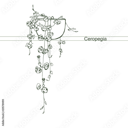 lossoming Ceropegia.Hanging houseplants.Succulents in a pot.
 photo