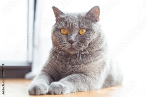 Portrait of a british shorthair cat with expressive orange eyes on window background indoors