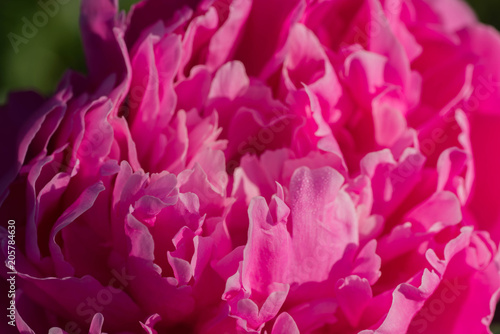 pink peony flower macro