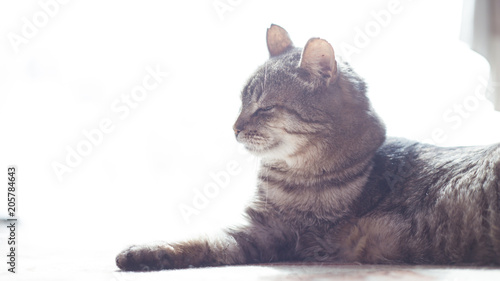 Close up photo of beautiful adult cat at home background indoors