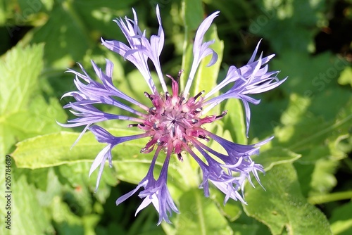 Close-up of Cornflower