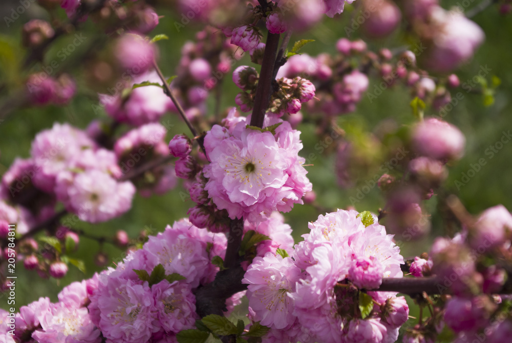 flowering of Japanese cherry, pink-white flowers