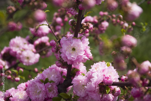 Fototapeta Naklejka Na Ścianę i Meble -  flowering of Japanese cherry, pink-white flowers