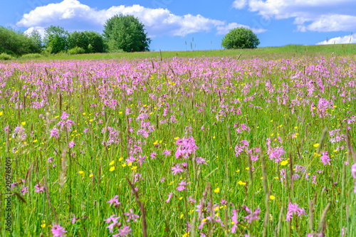 Blooming meadow in the summer