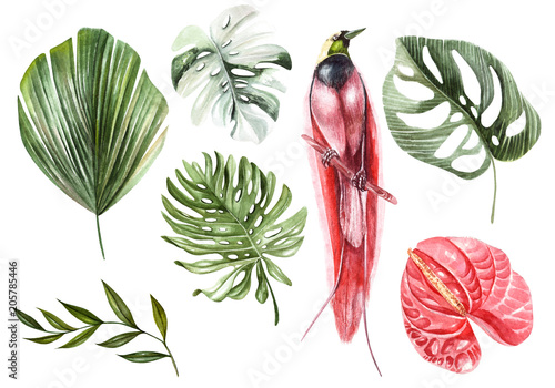Watercolor set with different tropical leaves and  bird.