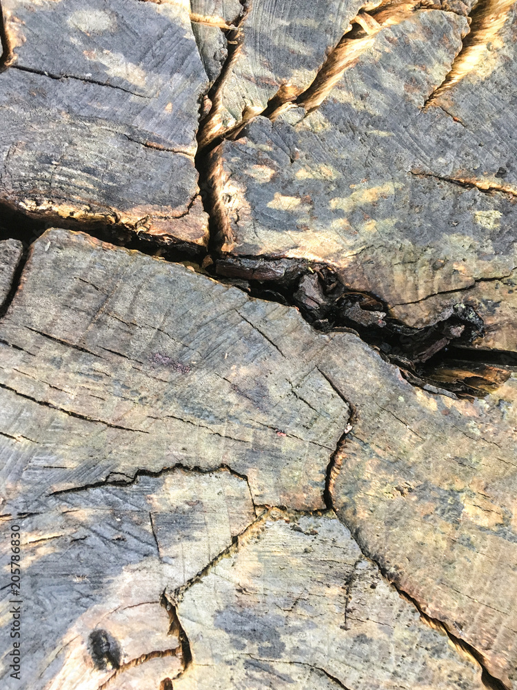 Natural wooden texture, trunk in shadow