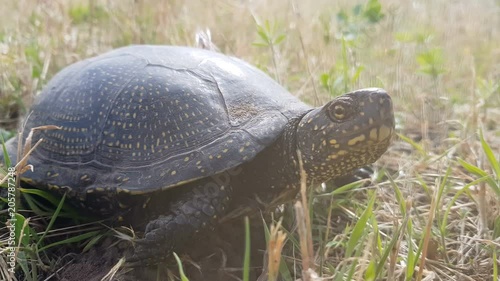 Detail of European pond turtle (Emys orbicularis) or European pond terrapin in grass, hiding the head in the shell. Close up, light breeze, sunny day, dynamic scene, 4k video.