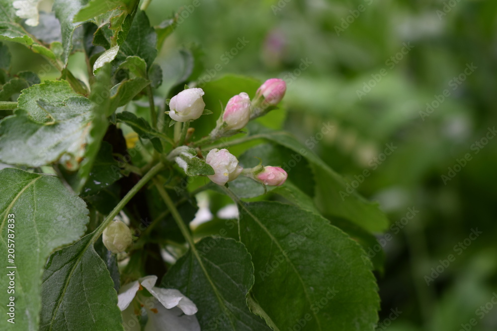 close-up of a beautiful bright pink and white apple tree flower with green leaves close-up of a beautiful bright pink and white apple tree flower with green leaves
