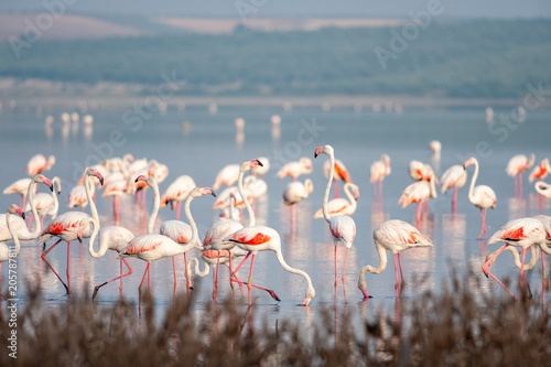 Obraz na płótnie piękny woda flamingo