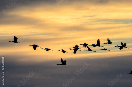 Flying cranes in Hortobagy National Park © salparadis