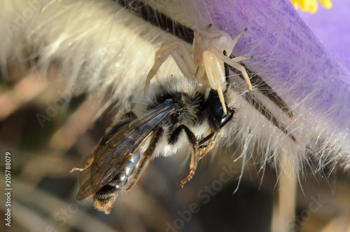 Crab Spider (Thomisus onustus) with a bee, Devinska Kobyla Reserve, Slovakia photo