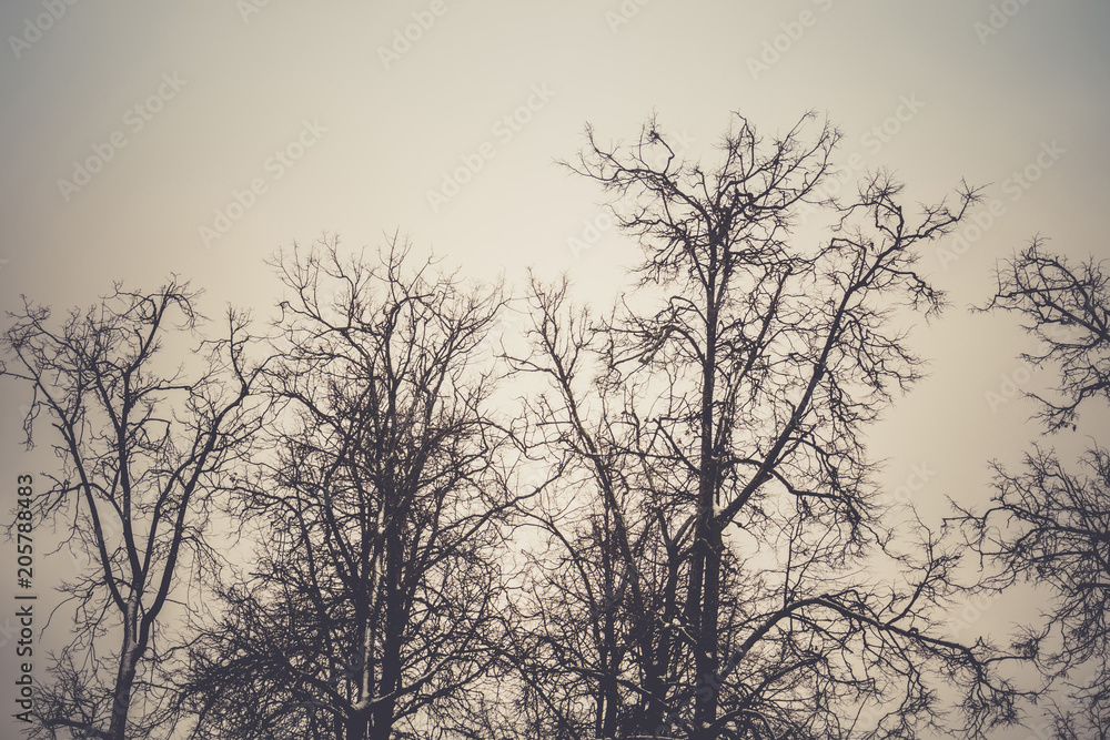Leafless branches of park winter trees retro Leafless branches of park winter trees retro