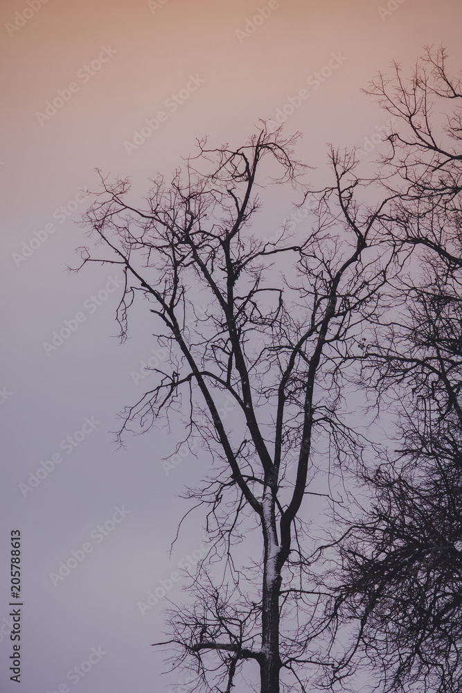 Leafless branches of park winter trees retro Leafless branches of park winter trees retro