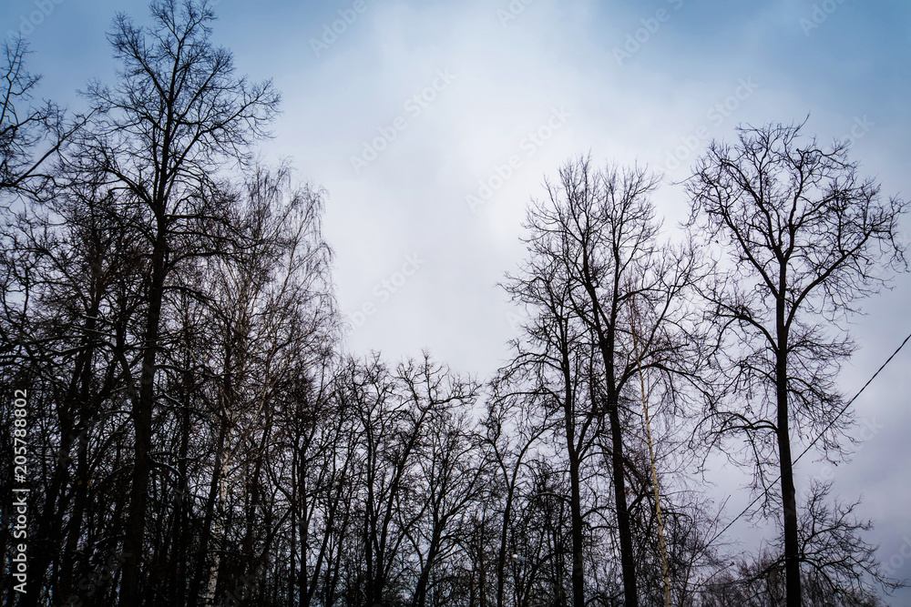 Leafless branches of park winter trees Leafless branches of park winter trees