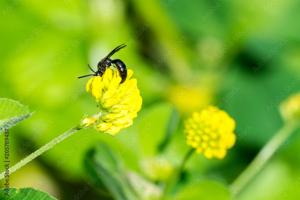 Closeup of Masked Bee (prob. Hylaeus Spec.) at Hop Clover (Medicago lupulina) flower Closeup of Masked Bee (prob. Hylaeus Spec.) at Hop Clover (Medicago lupulina) flower