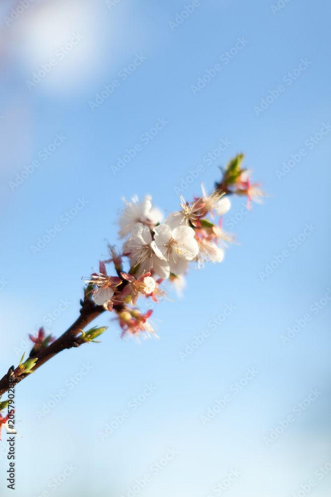 Blossoming apple after rain on spring background. Space for text