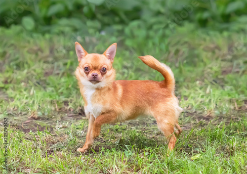 Adorable tiny chihuahua dog outdoors