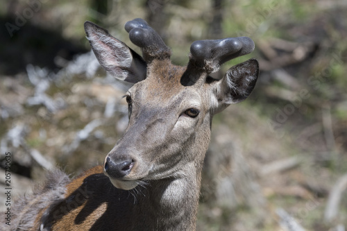 Fototapeta Naklejka Na Ścianę i Meble -  Rothirsch mit Bast