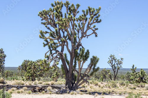 Desert Cactus Joshua Tree Closeup photo