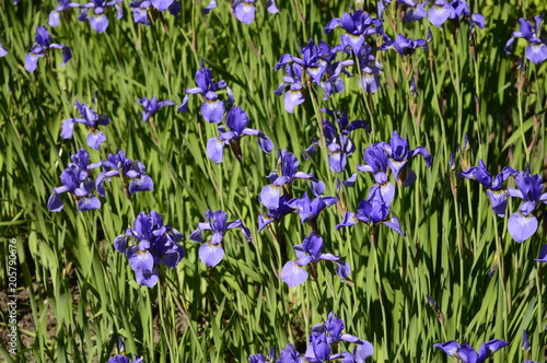 Fototapeta Naklejka Na Ścianę i Meble -  Siberian iris with deep blue ornamental flowers