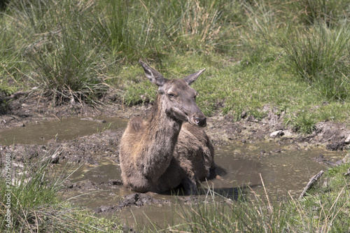 Fototapeta Naklejka Na Ścianę i Meble -  Rotwild