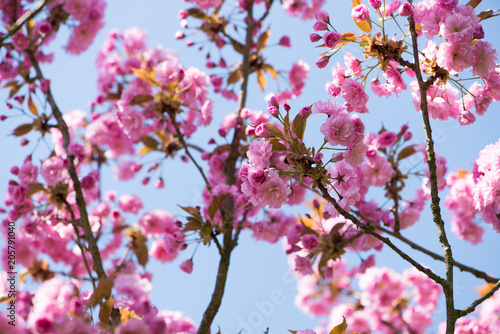 Zierkirschenblüten © DoraZett