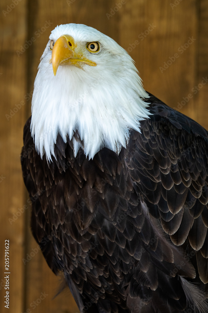 Obraz premium Portrait of a bald eagle (Haliaeetus leucocephalus) on brown background