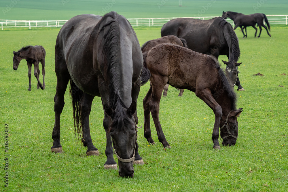 Black kladrubian horse, mare with foal Black kladrubian horse, mare with foal