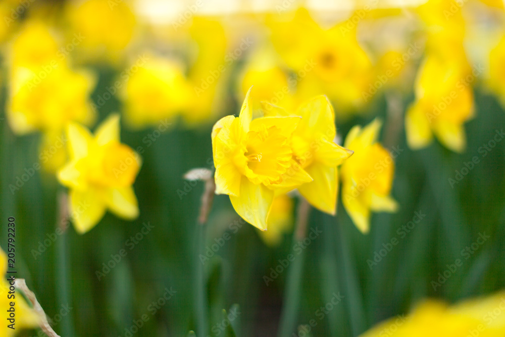 Amazing Yellow Daffodils flower field in the morning sunlight. The perfect image for spring background, flower landscape. Amazing Yellow Daffodils flower field in the morning sunlight. The perfect image for spring background, flower landscape.