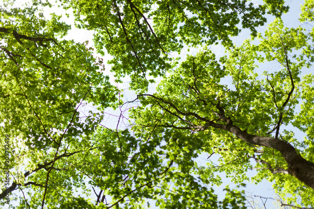 Fototapeta premium The warm spring sun shining through the canopy of tall beech trees