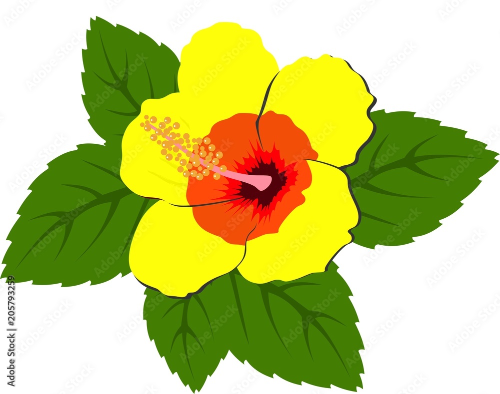 Beautiful red hibiscus flowers with leaves Beautiful red hibiscus flowers with leaves