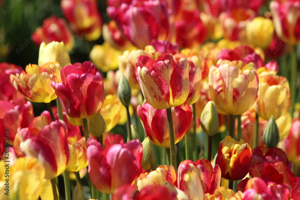 Obraz premium Tulip Time