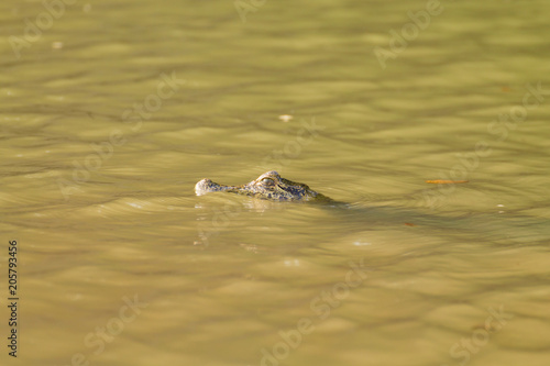 Caiman floating on Pantanal, Brazil