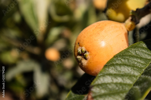 Loquat orange fruit on branch with leaves. Selective focus.
