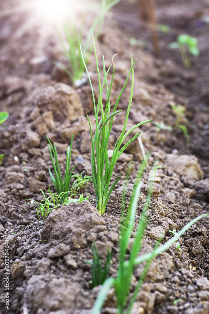green onion grows on the bed, selective focus green onion grows on the bed, selective focus