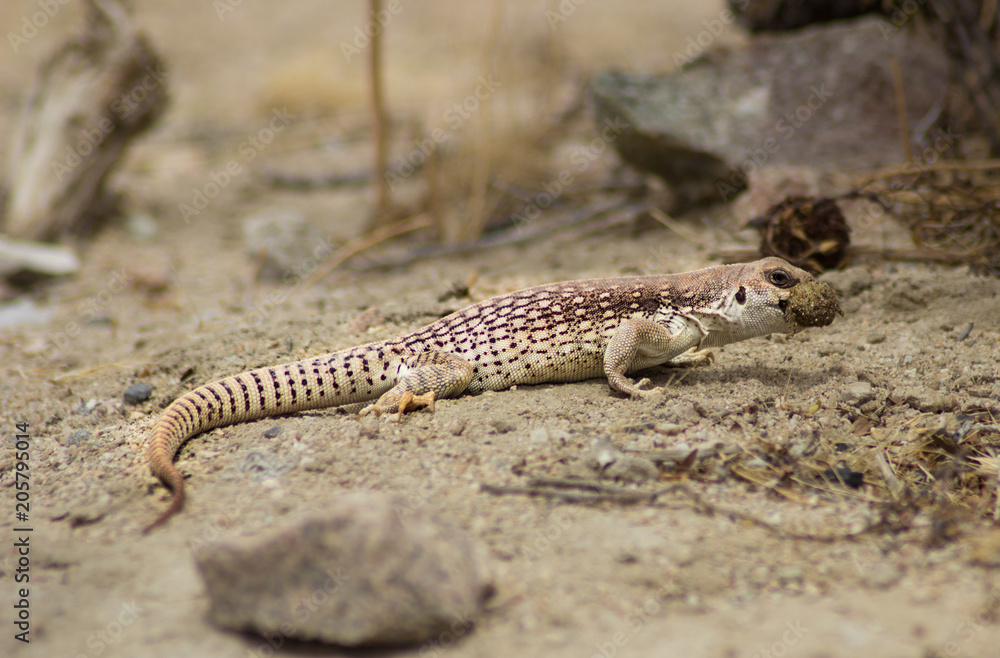 Lizard Reptile Chuckwalla in the Desert Lizard Reptile Chuckwalla in the Desert