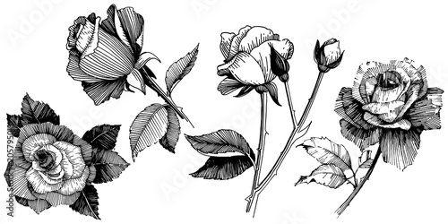 Vector roses. Floral botanical flower. Wild spring leaf wildflower isolated. Vector wildflower for background, texture, wrapper pattern, frame or border.