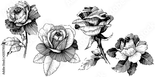 Vector roses. Floral botanical flower. Wild spring leaf wildflower isolated. Vector wildflower for background, texture, wrapper pattern, frame or border.