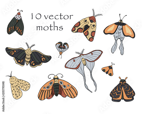 Set of vector moths on white isolated background