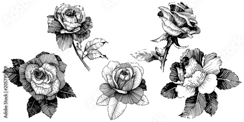 Vector roses. Floral botanical flower. Wild spring leaf wildflower isolated. Vector wildflower for background, texture, wrapper pattern, frame or border.