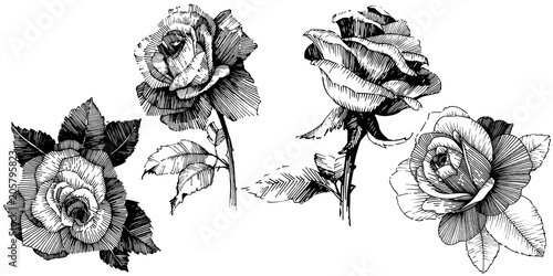 Vector roses. Floral botanical flower. Wild spring leaf wildflower isolated. Vector wildflower for background, texture, wrapper pattern, frame or border.