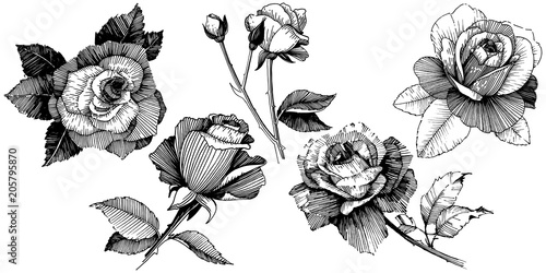 Vector roses. Floral botanical flower. Wild spring leaf wildflower isolated. Vector wildflower for background, texture, wrapper pattern, frame or border.