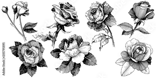 Vector roses. Floral botanical flower. Wild spring leaf wildflower isolated. Vector wildflower for background, texture, wrapper pattern, frame or border.